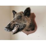 Taxidermy boar's head