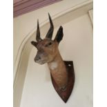 19th. C. taxidermy gazelle's head