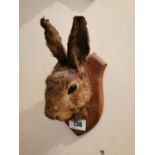 19th. C. taxidermy hare's head