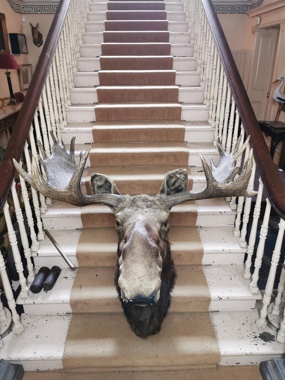 Taxidermy moose head