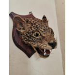 19th. C. taxidermy cheetah's head