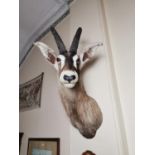 19th. C. taxidermy head