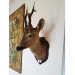 19th. C. taxidermy deer's head