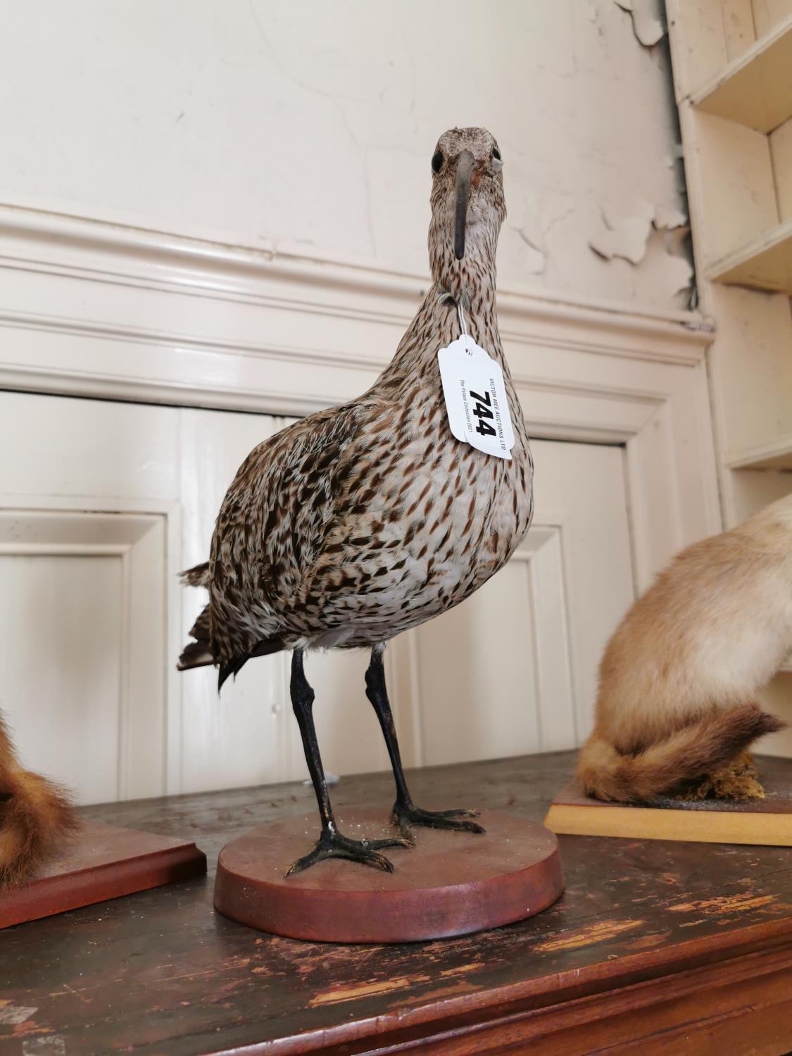 Taxidermy curlew