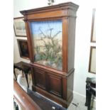 19th. C. mahogany glazed taxidermy cabinet