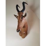 19th. C. taxidermy gazelle head