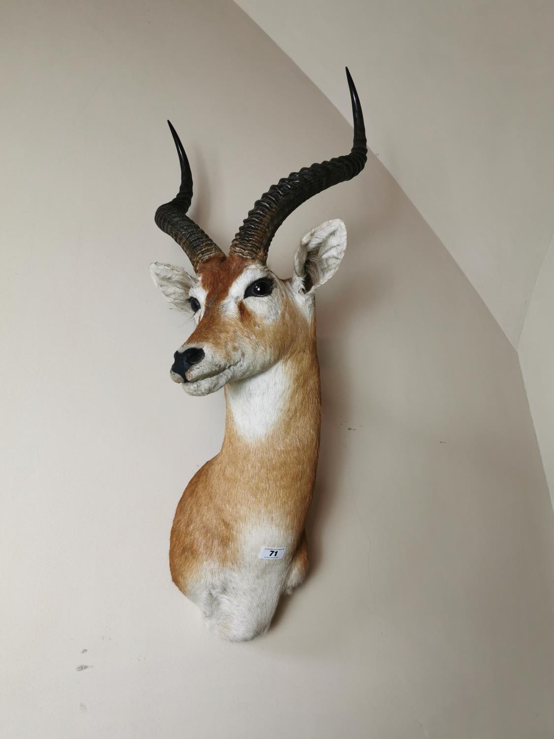 19th. C. taxidermy impala head