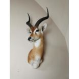 19th. C. taxidermy impala head