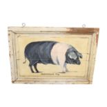 Saddleback Pig advertisement