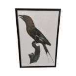 Crow black and white print