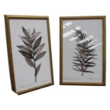 Two framed Botanical prints