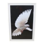 Dove coloured print