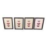 Set of four Butterfly coloured prints.