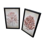 Pair of framed Botanical prints