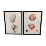 Pair of Shell coloured prints