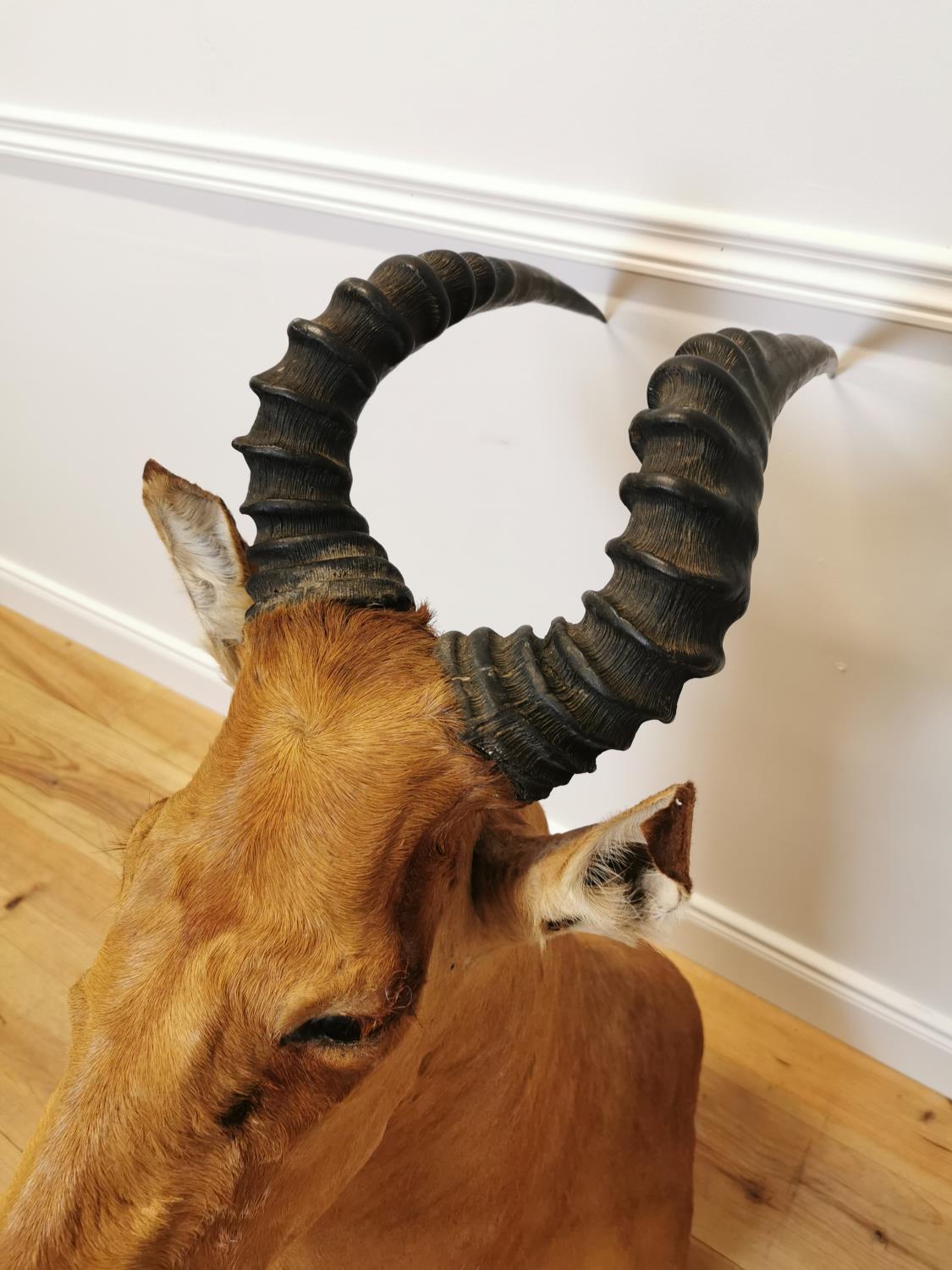 Taxidermy antelope head - Bild 5 aus 6