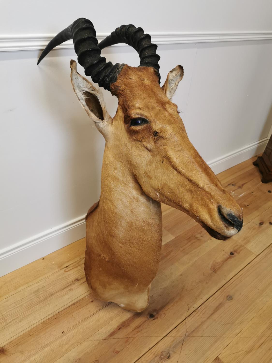 Taxidermy antelope head - Bild 2 aus 6