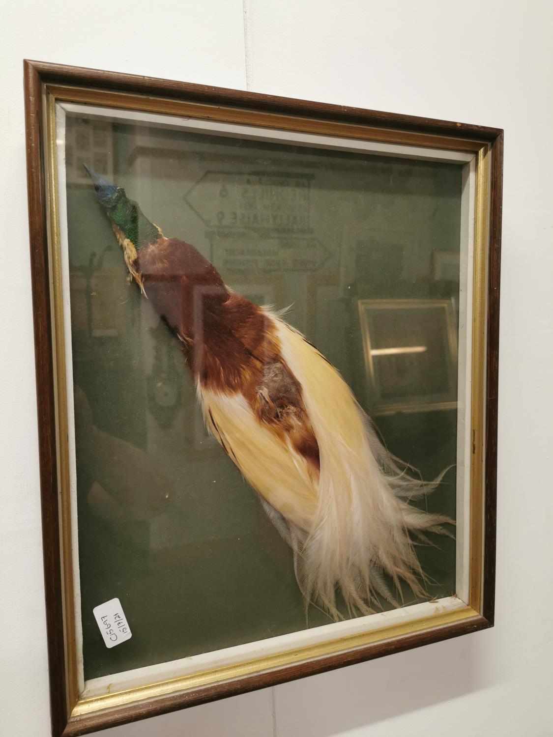 Framed taxidermy bird of paradise. - Bild 2 aus 3