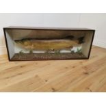 Taxidermy Pike mounted in mahogany case.