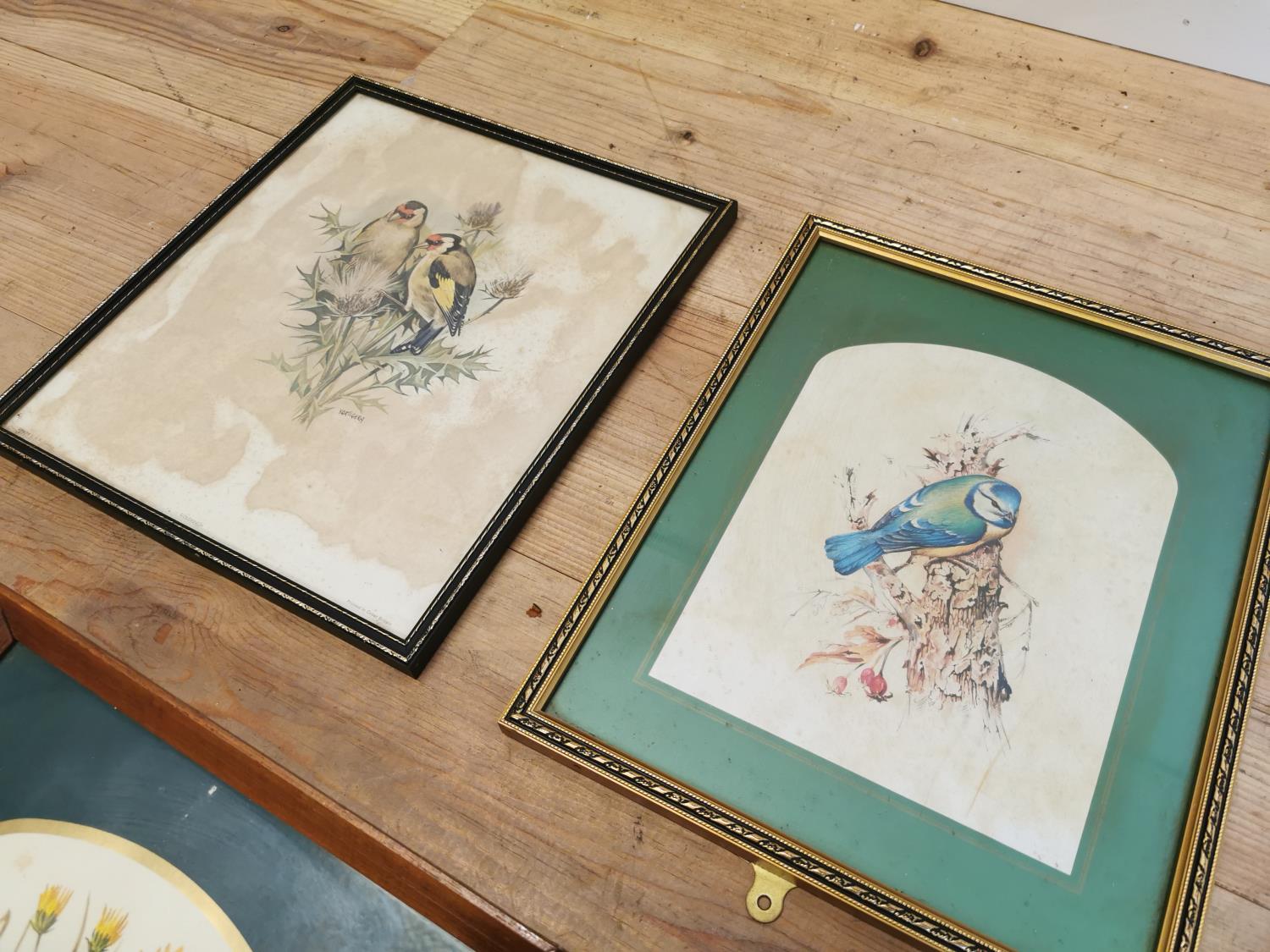 Five framed coloured Bird prints. - Image 5 of 5