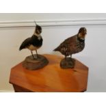 Two early 20th C. taxidermy birds.