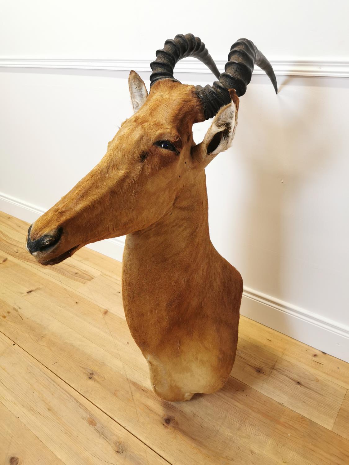 Taxidermy antelope head - Bild 3 aus 6