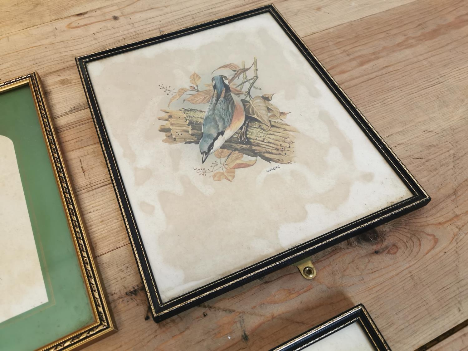 Five framed coloured Bird prints. - Image 3 of 5