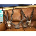 FOUR PAIRS OF ANTLERS AND HORNS