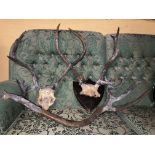TWO SETS OF ANTLERS (ONE ON PLAQUE) AND ONE LARGE SINGLE ANTLER