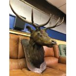 TAXIDERMIC STAGS HEAD MOUNTED ON A SHIELD PLAQUE (ANTLERS REDUCED) (75CM H X 43CM W = PLAQUE) (55CM
