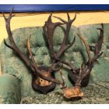 THREE SETS OF STAG DEER ANTLERS (TWO ON PLAQUES,
