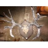 ANTLER SET ON PLAQUE