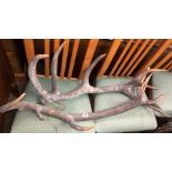 PAIR OF STAGS ANTLERS UNMOUNTED