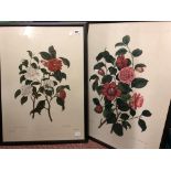 PRINTS OF BOTANICAL STUDIES F/G (5)