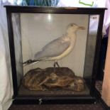 CASED TAXIDERMIC SEAGULL IN CASE,