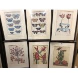SELECTION OF PRINTS OF BOTANICAL STUDIES FROM BOOKPLATES ILLUSTRATIONS (6) AND FOUR OTHERS OF