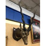 MOUNTED IMPALA HEAD ON WOODEN SHIELD, SHOT BY CAPTAIN H.A.