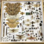 MAHOGANY CASE OF WALL MOUNTED MIXED INSECTS,