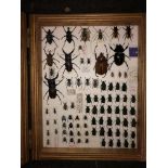 WOODEN CASE OF PINNED AND MOUNTED COLEOPTERA BEETLES