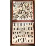 TWO MAHOGANY GLAZED CASES OF COLEOPTERA (BEETLES)