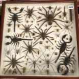 MAHOGANY GLAZED WALL MOUNTED CASE OF PINNED AND MOUNTED MAINLY ARACHNIDS AND INSECTS