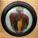TAXIDERMIC GOLDEN PHEASANT WINGS IN A CONVEX GLAZED ROUNDEL CASE 40CM APPROX