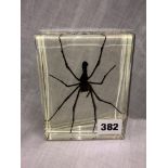 SPIDER RESIN PAPERWEIGHT