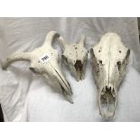 SELECTION OF ANIMAL SKULLS - RED DEER, SHEEP,