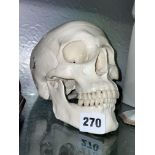 REPLICA RESIN SKULL