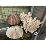 SEA URCHIN AND CORAL SHELL