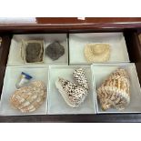 SMALL MAHOGANY FOUR DRAWER CHEST CONTAINING VARIOUS SEASHELL COLLECTION AND ROCK AND MINERAL
