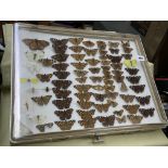 TRAY OF PIN AND MOUNTED BUTTERFLIES