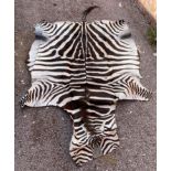 AFRICAN ZEBRA HIDE WITH HEAD (220CM X 263CM)