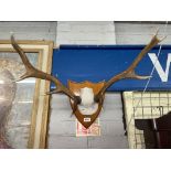 SHIELD SHAPED STAG ANTLERS